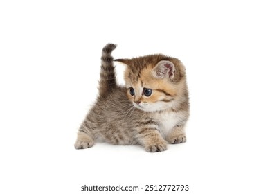 My kitty